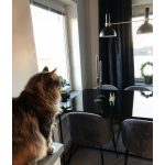 Markslöjd LARRY Wisząca 3L Czarny/Złoty Szczotkowany - MS-106971